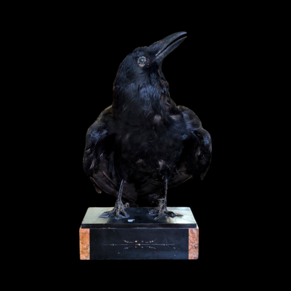 Antique Taxidermy Crow On Marble Base - Image 3