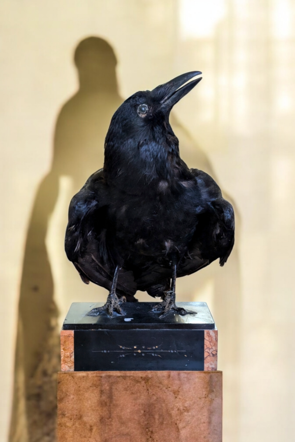 Antique Taxidermy Crow On Marble Base - Image 2