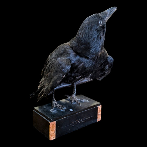 Antique Taxidermy Crow On Marble Base