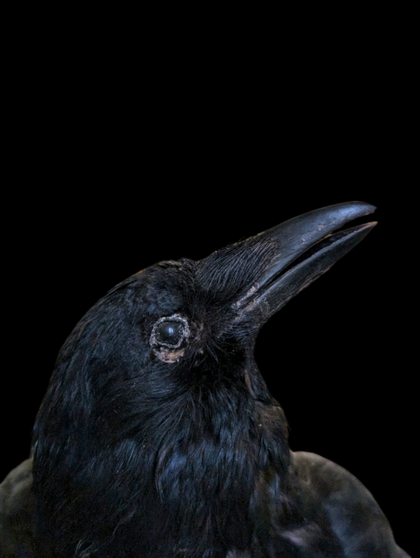 Antique Taxidermy Crow On Marble Base - Image 4