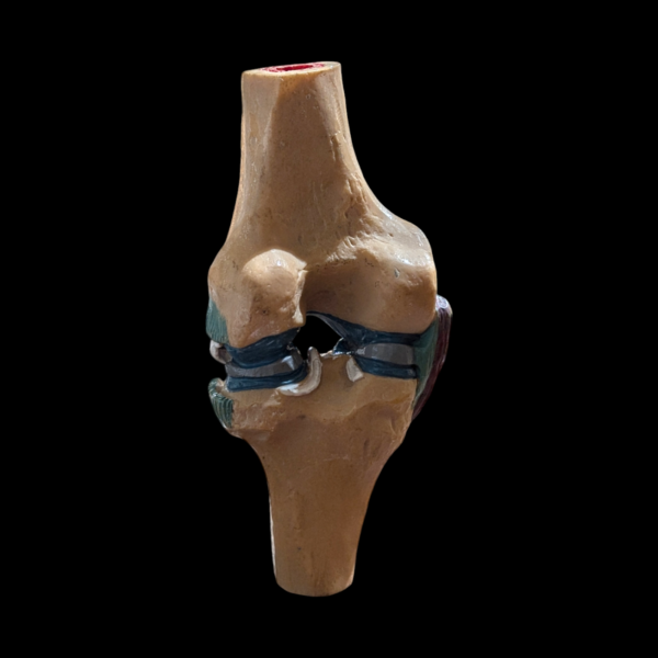 Vintage Anatomical Knee Joint Model - Image 2