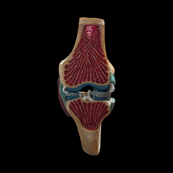 Vintage Anatomical Knee Joint Model