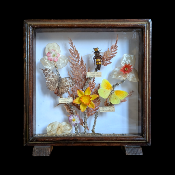 Bugs & Dry Flowers Diorama Encased In Oak And Glass