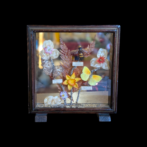 Bugs & Dry Flowers Diorama Encased In Oak And Glass - Image 2