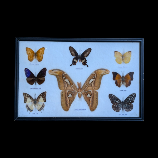 Encased Taxidermy Butterfly & Moth Specimen Display