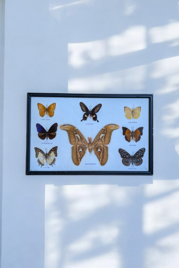 Encased Taxidermy Butterfly & Moth Specimen Display - Image 2