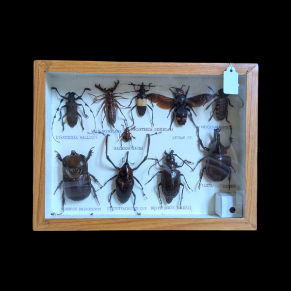 Encased Taxidermy Bug Specimens