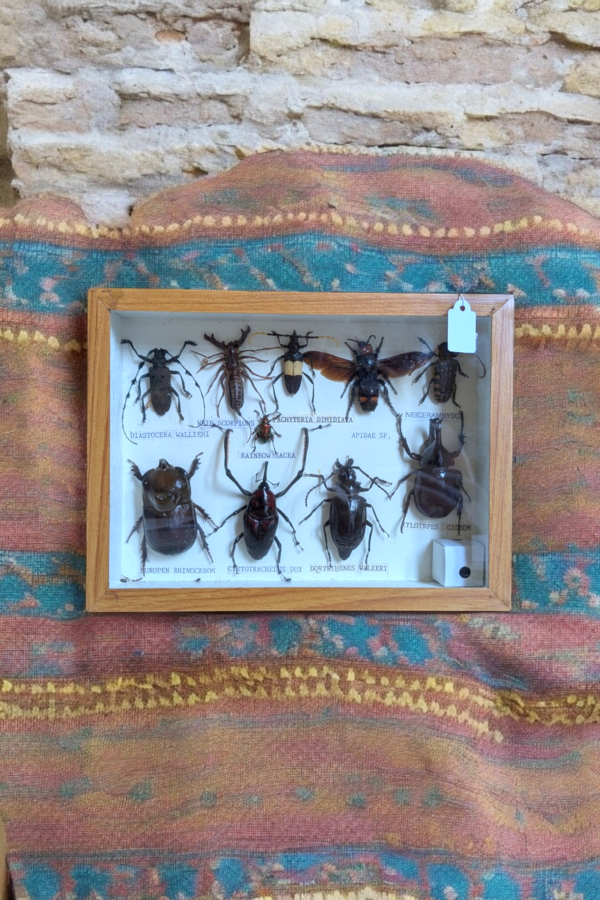 Encased Taxidermy Bug Specimens - Image 2