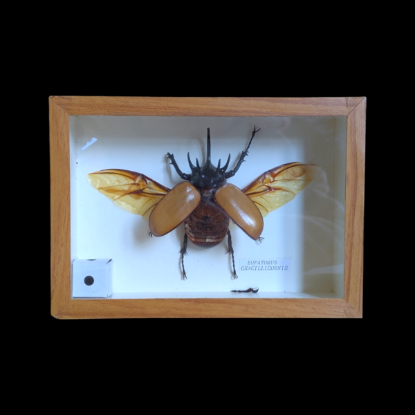 Encased Glass Eupatorus Gracillicornis Specimen