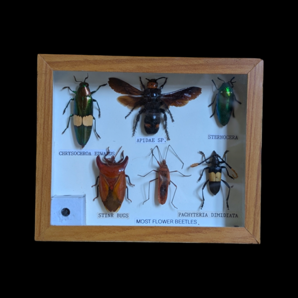 Framed Bug Specimens