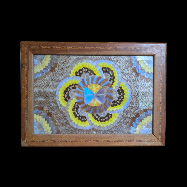 Large Framed Butterfly Wing Table Tray