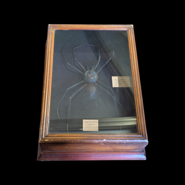 Huge Encased Specimen Spider Mega Tarantula Columbia 1907