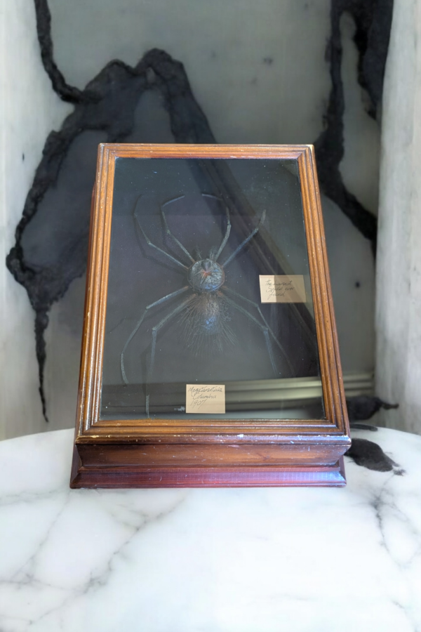 Huge Encased Specimen Spider Mega Tarantula Columbia 1907 - Image 2