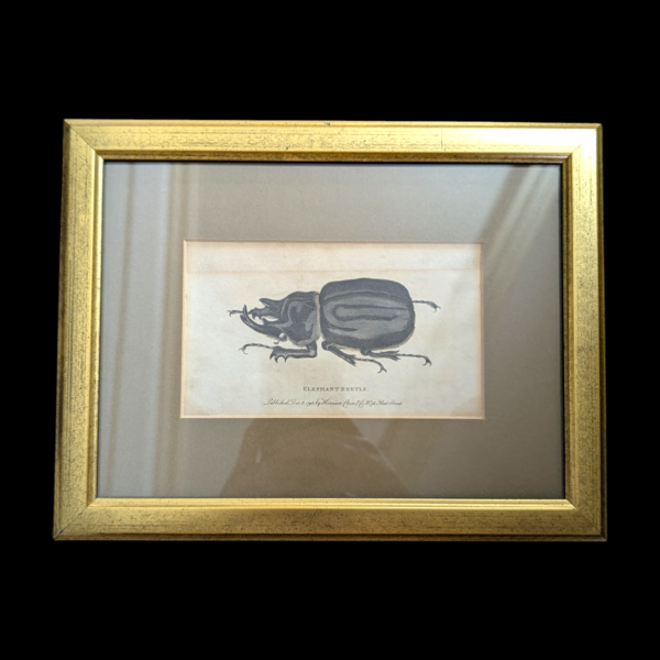 Gilt Framed Elephant Beetle Bookplate