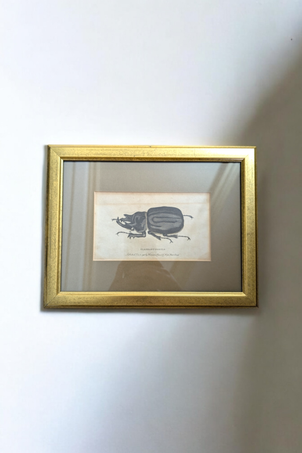 Gilt Framed Elephant Beetle Bookplate - Image 2