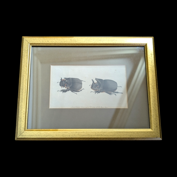 Gilt Framed Beetle Bookplate