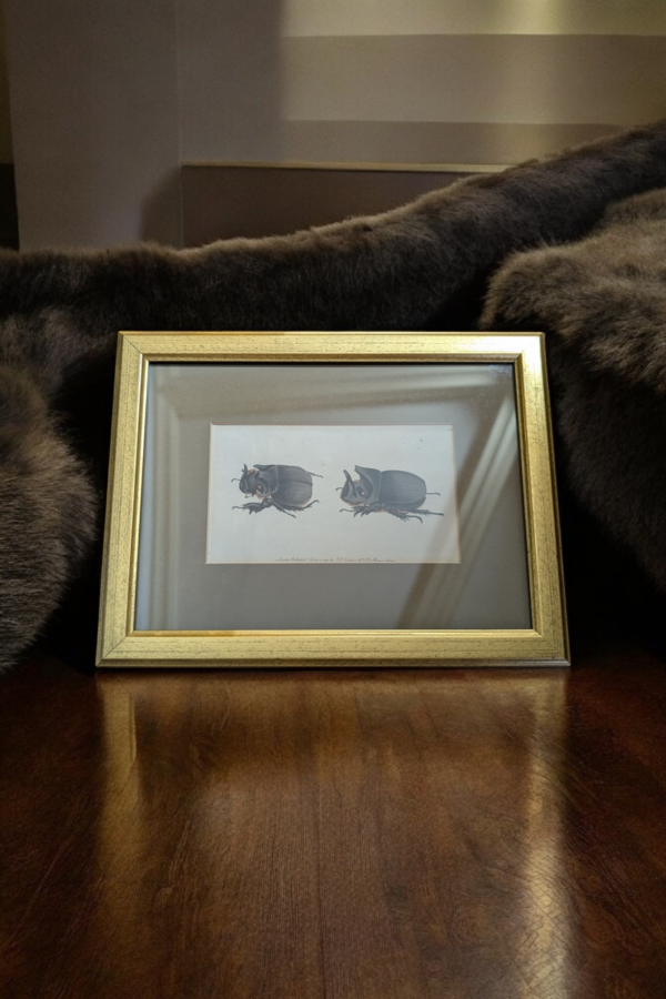 Gilt Framed Beetle Bookplate - Image 2