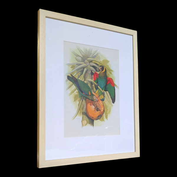 Framed Pair Of Parrots Print - Image 2