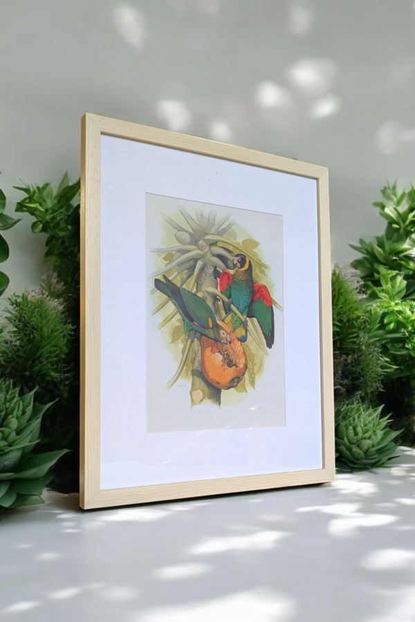 Framed Pair Of Parrots Print - Image 4