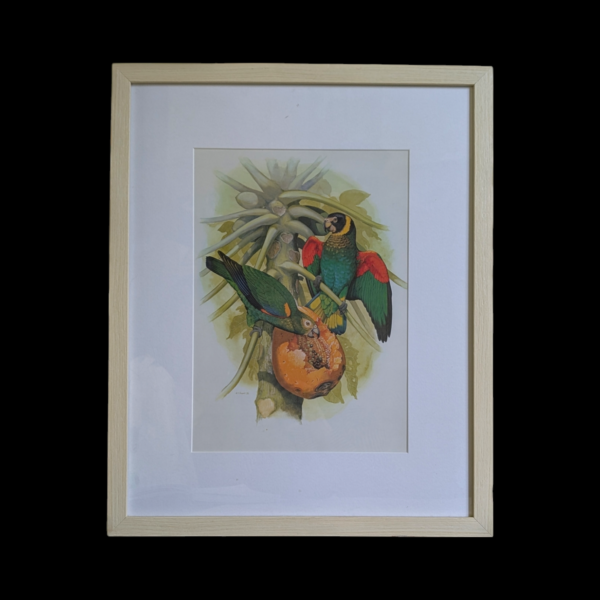 Framed Pair Of Parrots Print