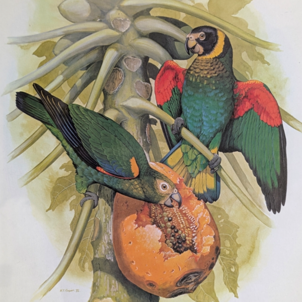 Framed Pair Of Parrots Print - Image 3