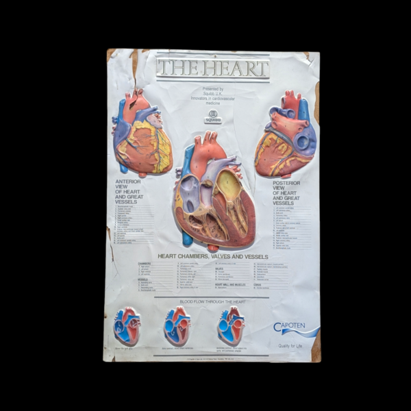 Anatomic Poster 'The Heart' Mounted On Wood