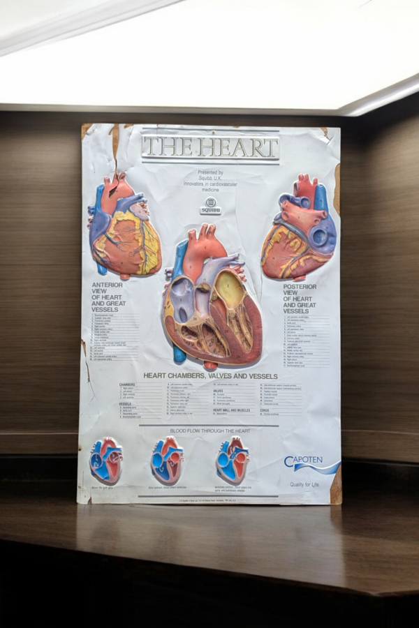 Anatomic Poster 'The Heart' Mounted On Wood - Image 3