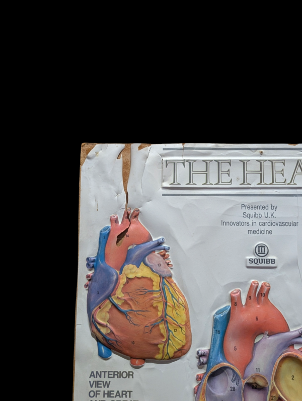 Anatomic Poster 'The Heart' Mounted On Wood - Image 2