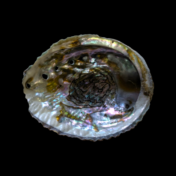 Large Abalone Shell