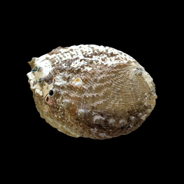 Large Abalone Shell - Image 2