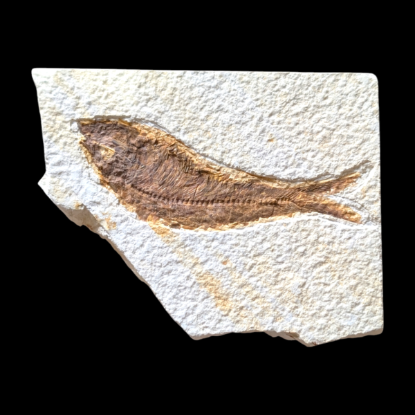 Fossilised Fish