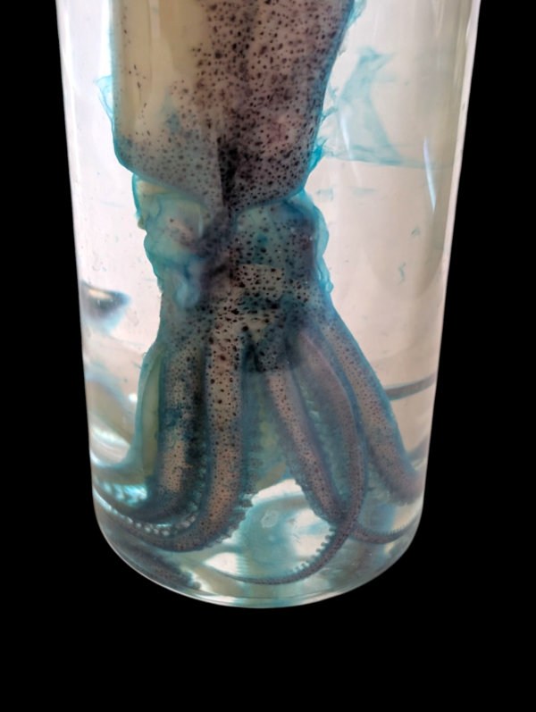 Diaphonised Black Squid - Image 3