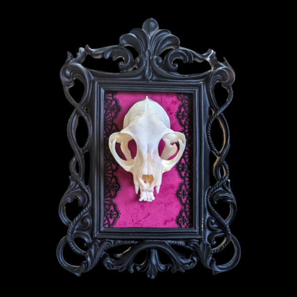 Cat Skull In Black Gothic Rococo Frame