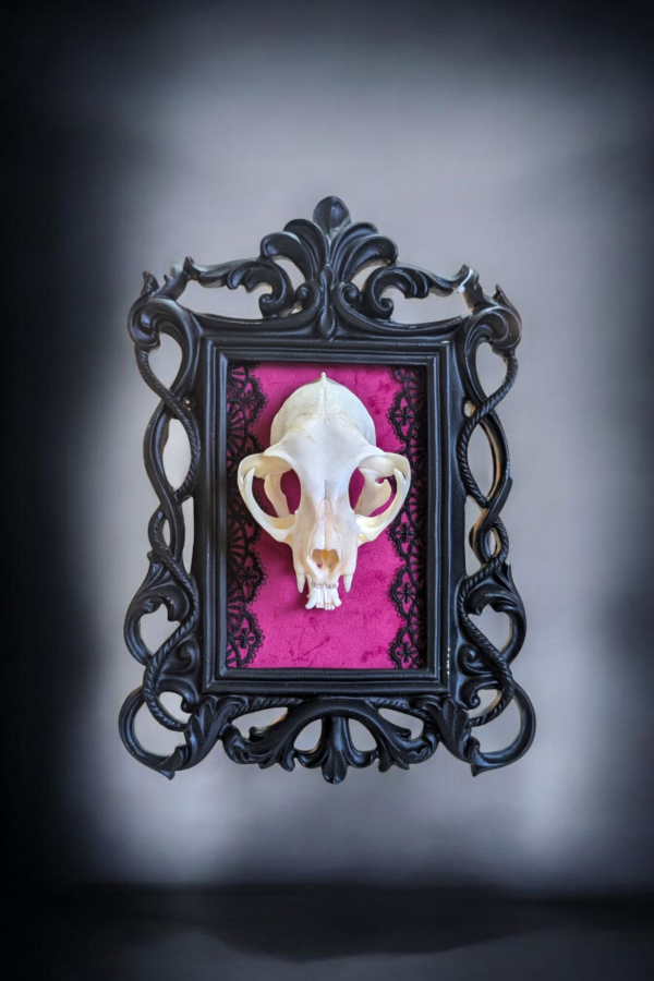 Cat Skull In Black Gothic Rococo Frame - Image 3