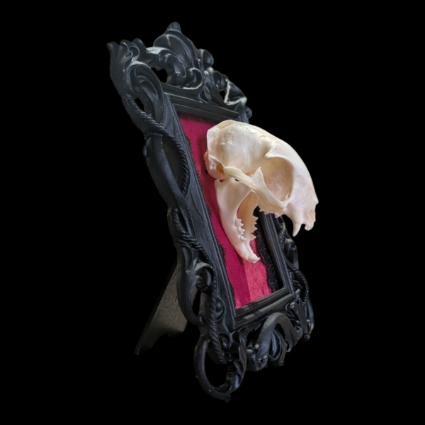 Cat Skull In Black Gothic Rococo Frame - Image 2