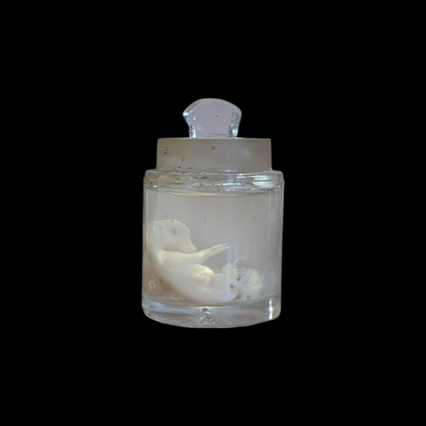 Chick & Deer Embryo Wet Specimen - Image 2