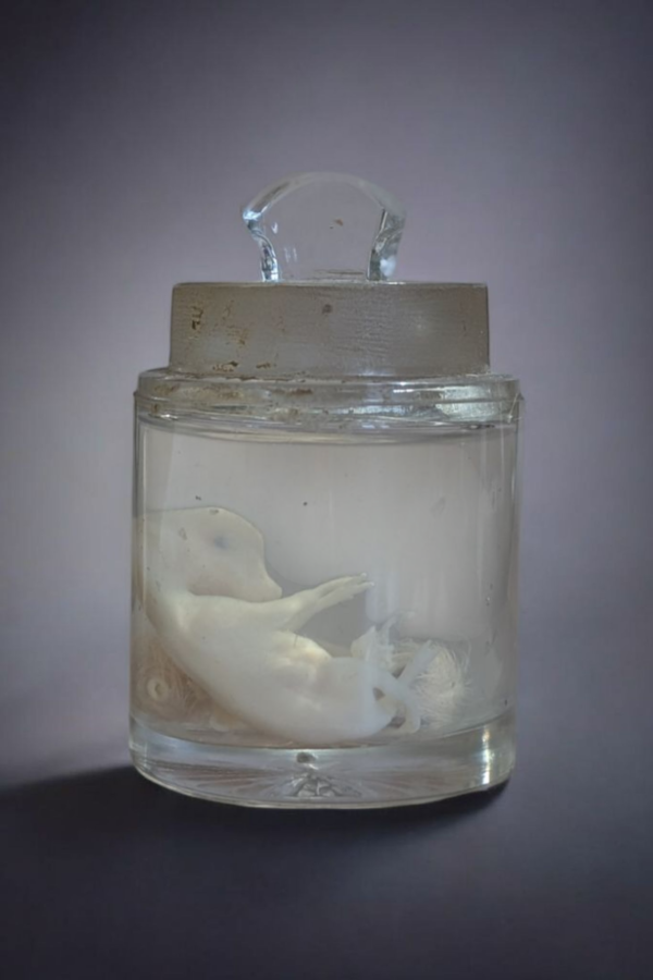 Chick & Deer Embryo Wet Specimen - Image 3