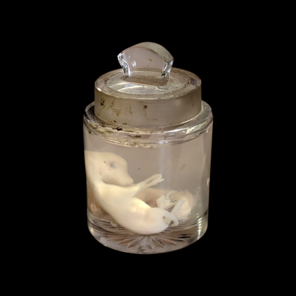 Chick & Deer Embryo Wet Specimen