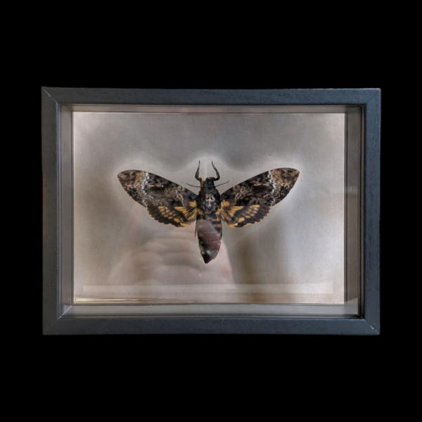 Glass Framed Taxidermy Death Head Moth