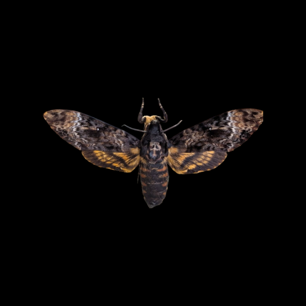 Glass Framed Taxidermy Death Head Moth - Image 2