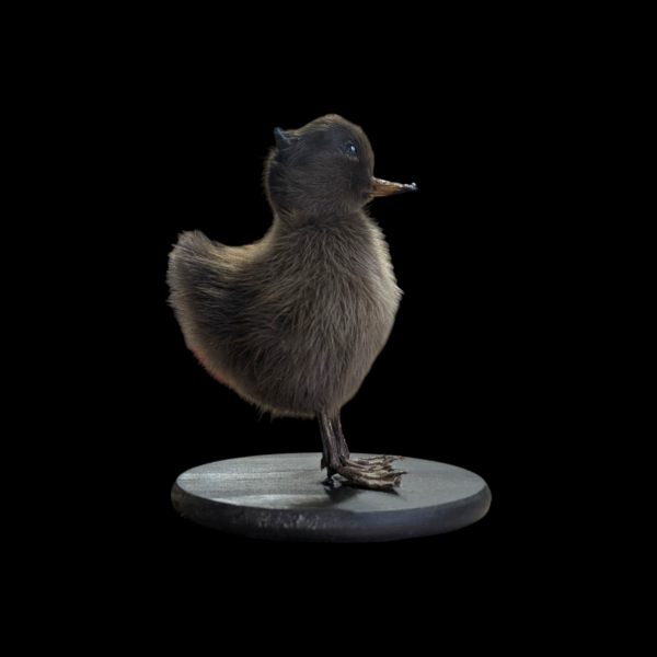 Satanic Taxidermy Duckling