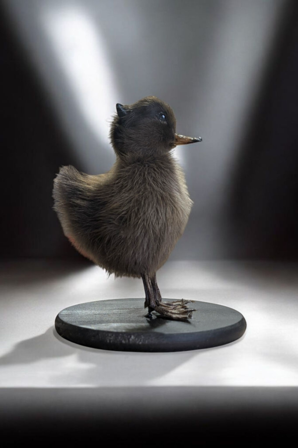 Satanic Taxidermy Duckling - Image 4