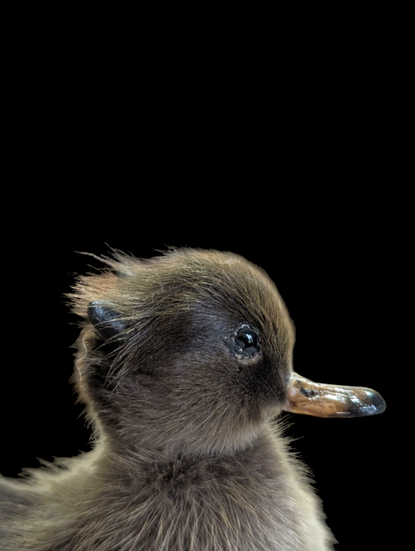 Satanic Taxidermy Duckling - Image 5