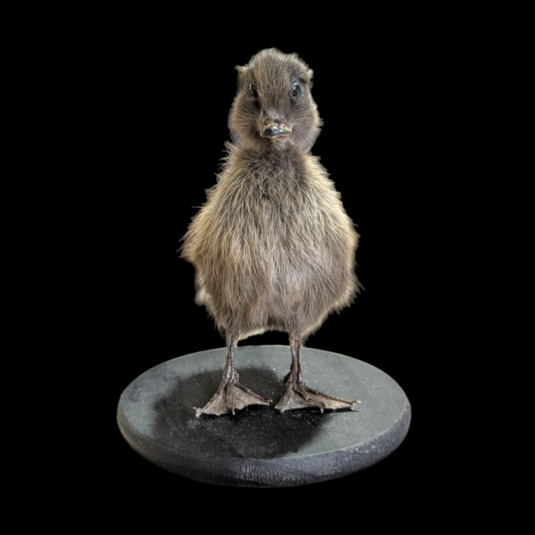 Satanic Taxidermy Duckling - Image 3