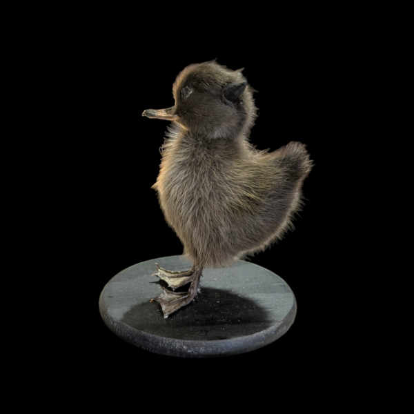 Satanic Taxidermy Duckling - Image 2