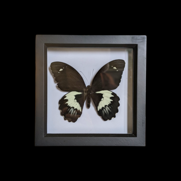 Glass Framed Taxidermy Butterfly