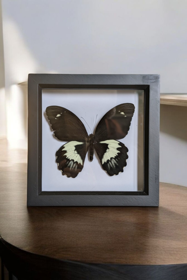 Glass Framed Taxidermy Butterfly - Image 2