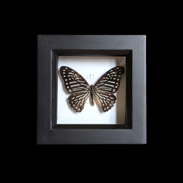 Glass Framed Taxidermy Butterfly