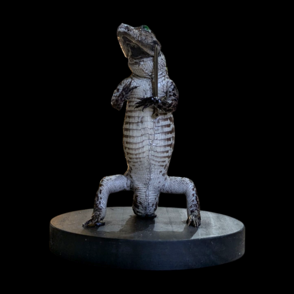 Taxidermy Sir Alligator With Removable Sword - Image 5