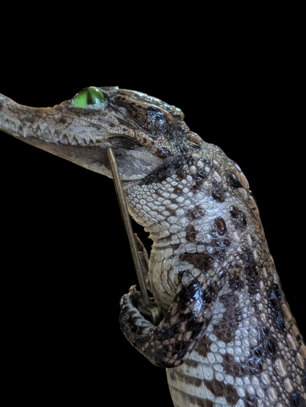 Taxidermy Sir Alligator With Removable Sword - Image 3